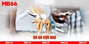 Đá gà cựa dao